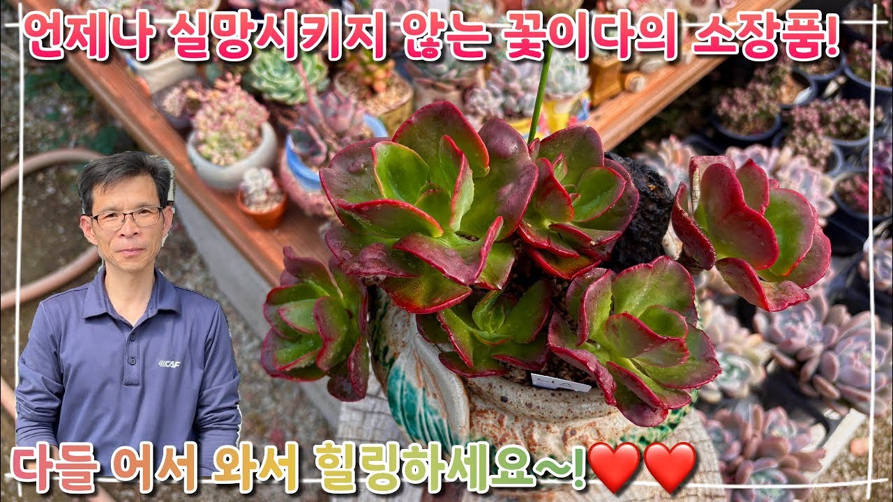 언제나 실망시키지 않는 꽃이다의 소장품 분갈이 !! 다들 어서 힐링하러 오세요 ~!