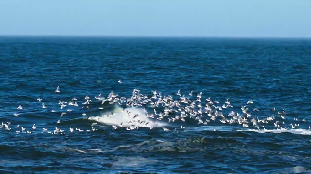The Gulls