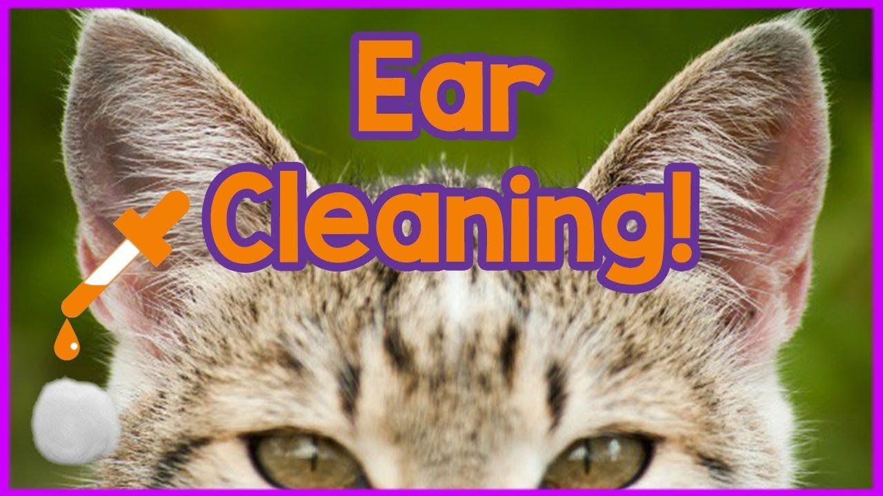 How to Clean Your Cats Ears! Easy 3-Step Tutorial on Cleaning Cats Ears - Products and How to!