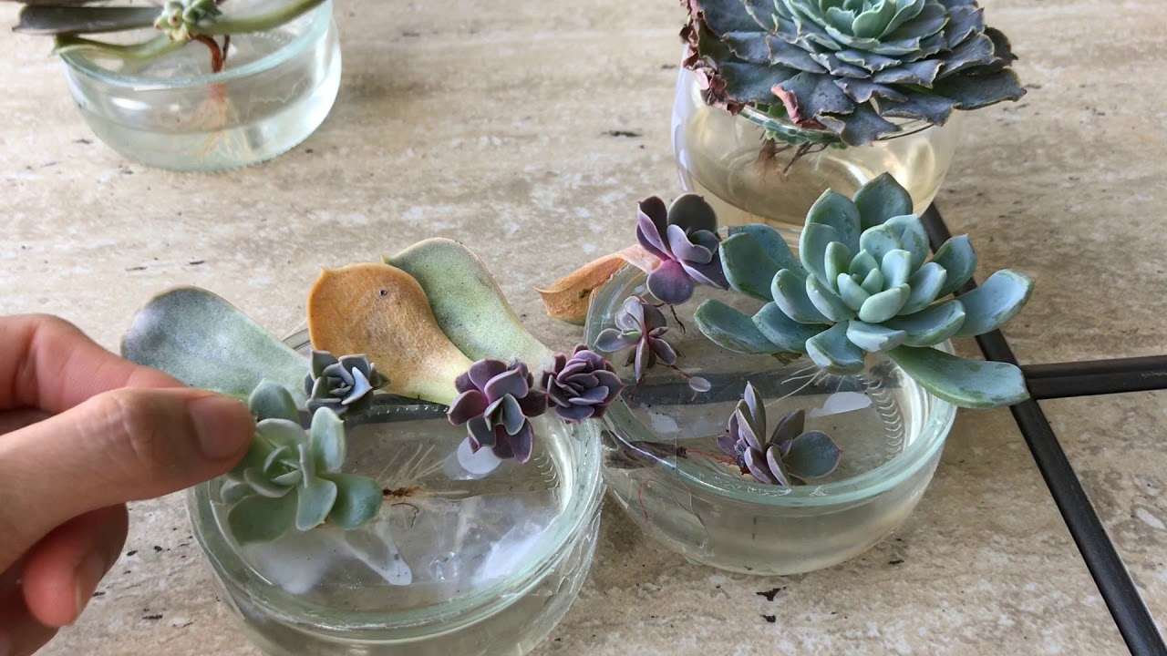 Succulent Water Propagation