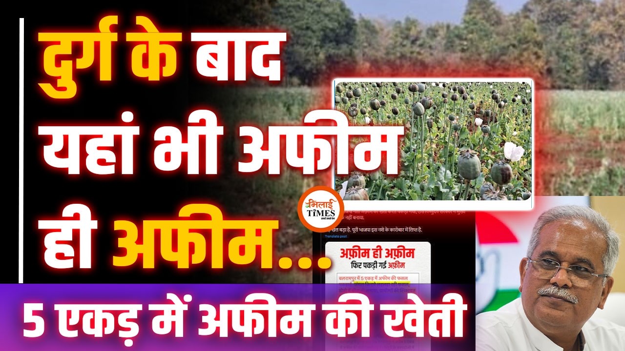 Balrampur में भी अफीम की खेती| 5 एकड़ में हो रही थी खेती| Bhupesh और मंत्री ने क्या कहा| Yashwant |