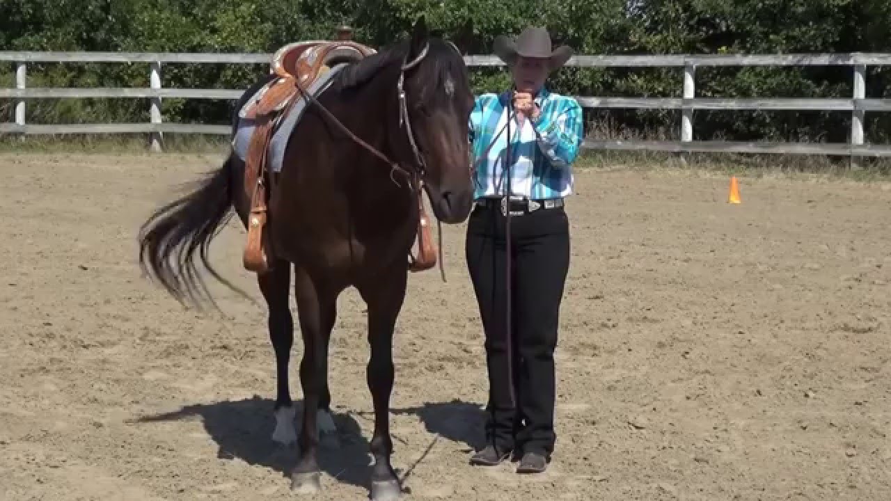 L'ABC de l'équitation western : le recul au sol