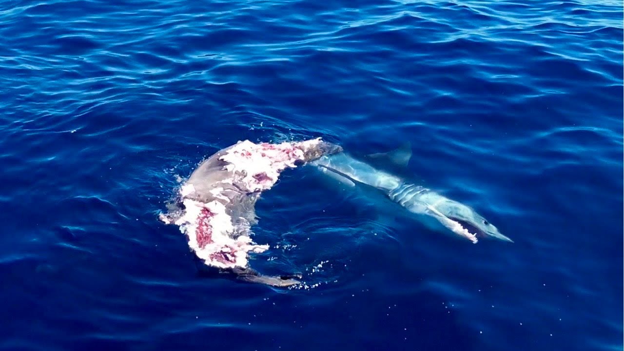 GIANT Mako Shark Eats Sea Lion by Catalina Island!