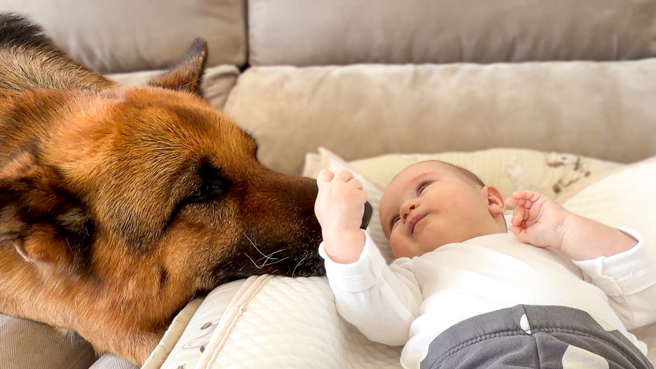 Baby Gently Touches a German Shepherd &mdash; Sweetest Moment