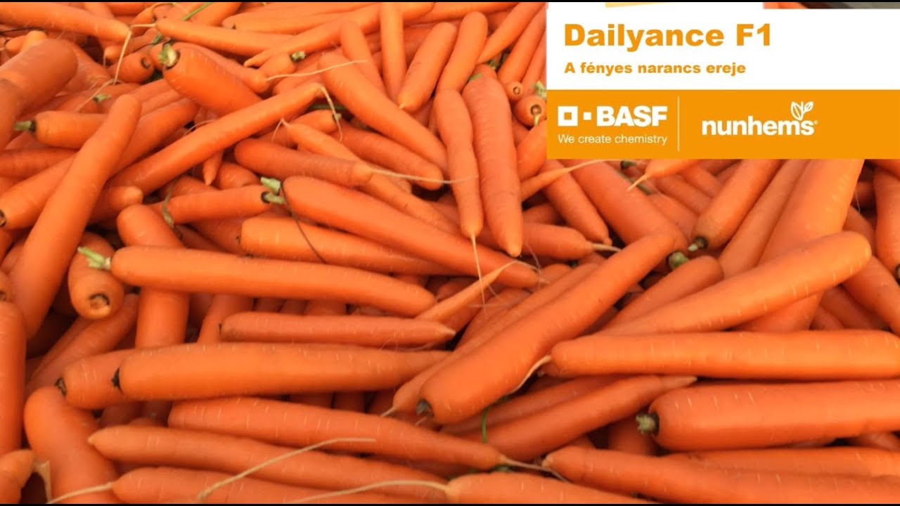 A Dailyance F1 sárgarépa tulajdonságainak és gépi betakarításának bemutatása Zákányszék határában.