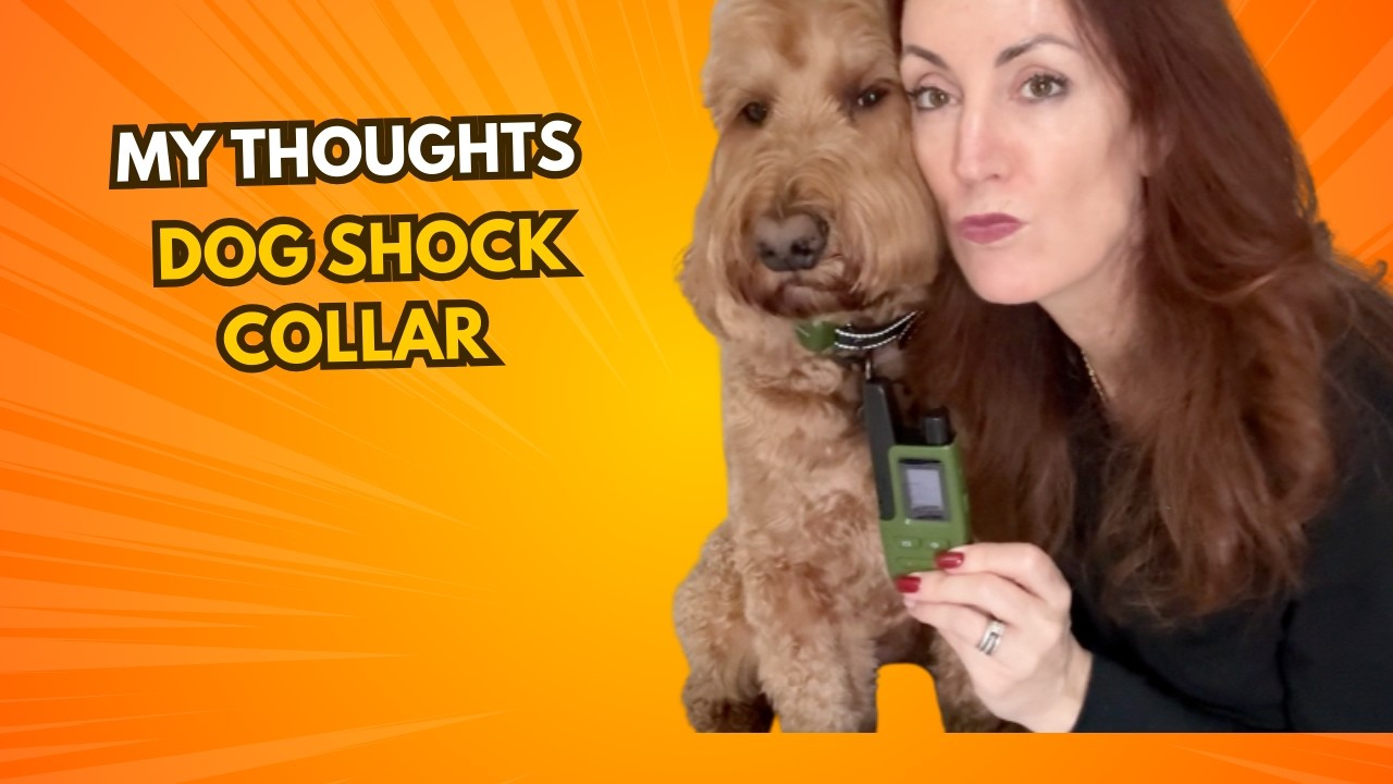 What you need to know before you buy the Jugbow Dog Shock Collar  Training Collar with Remote,