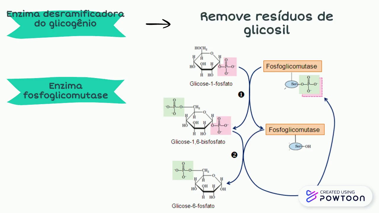 GLICOGEN&Oacute;LISE