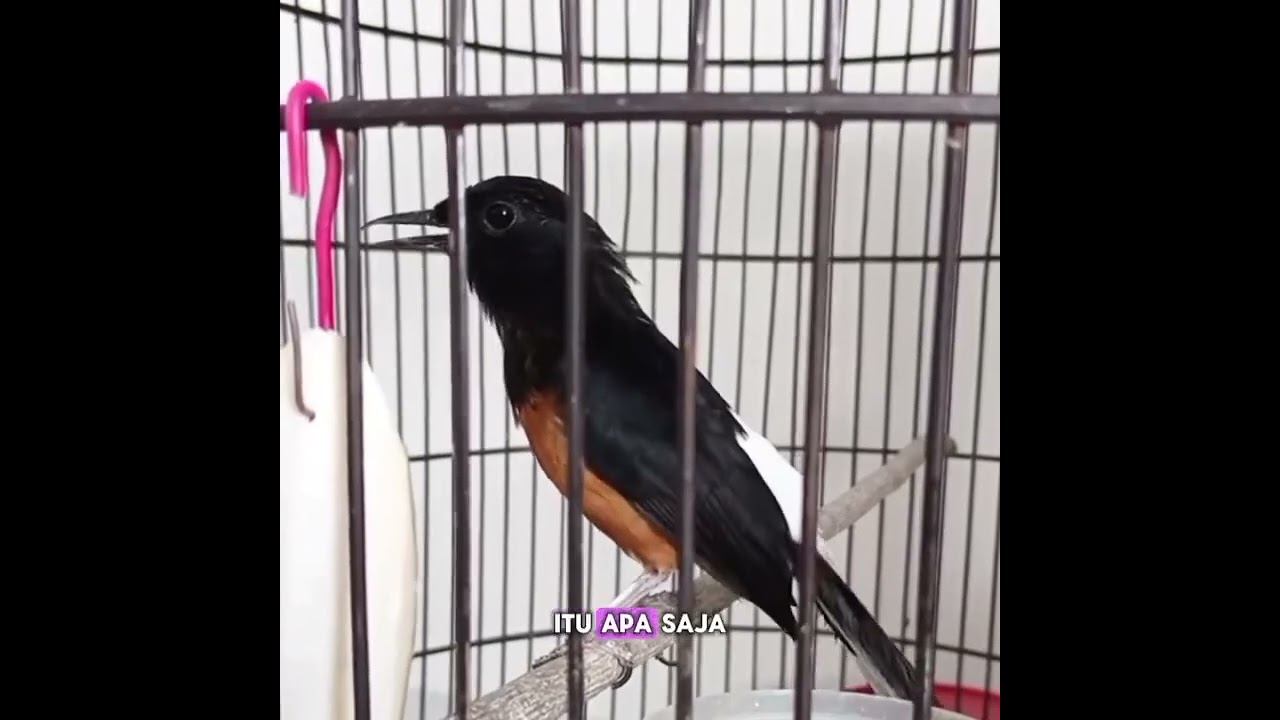 @Muraibatu