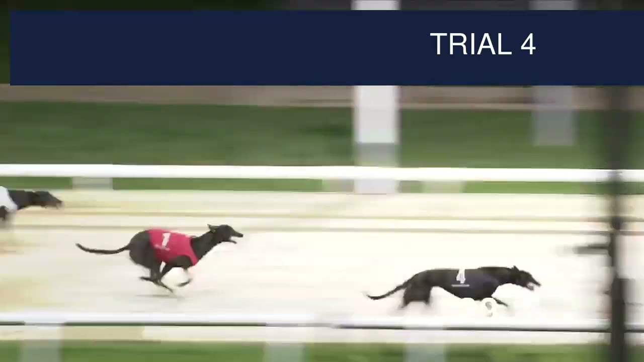 Dunstall Park Trials on 26th November 2025