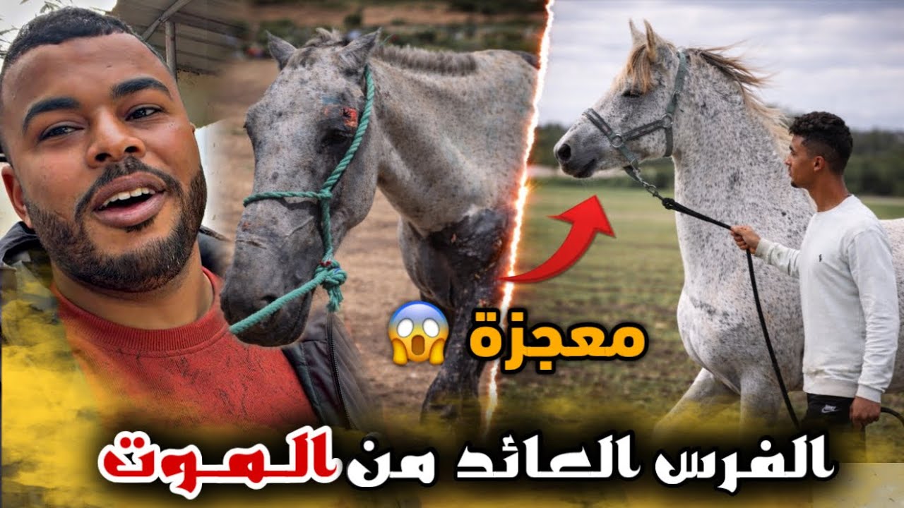 قـصـة معجزة 🐴من فرس محطمة 💔 إلى فرس جميلة 😍 تزاوجات من أحسن فحل 👌