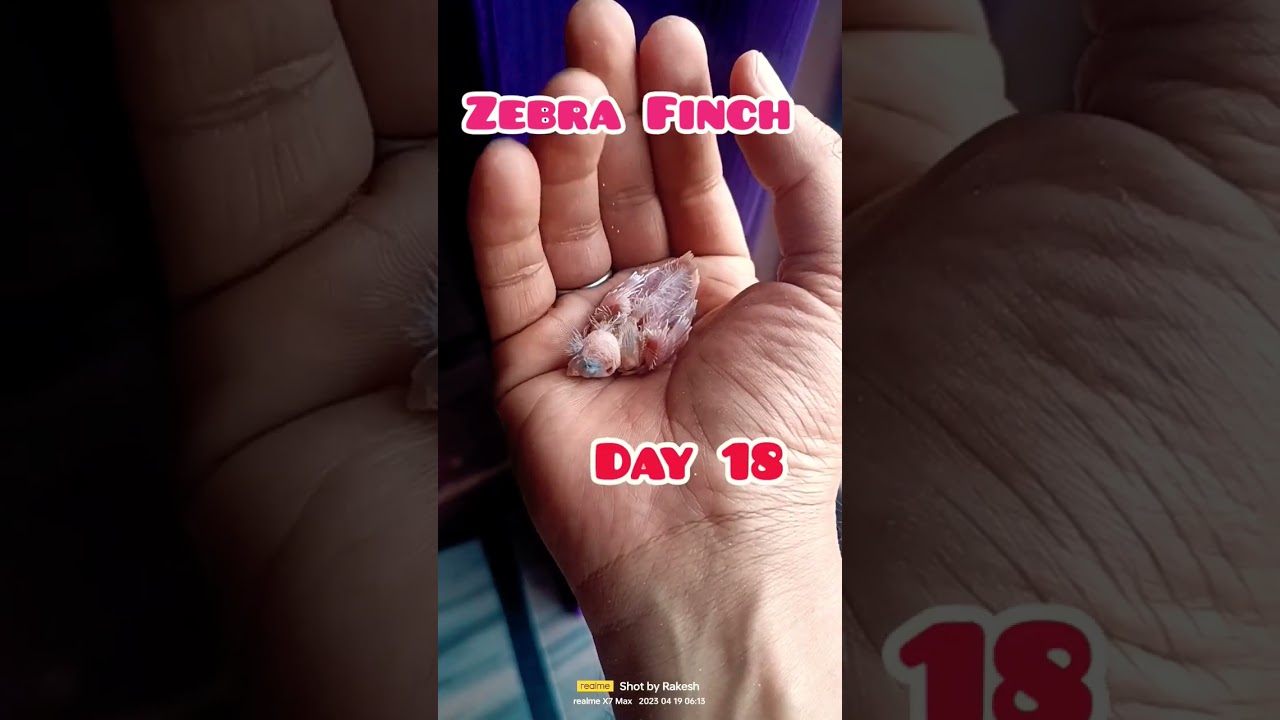 Lifecycle of ZEBRA FINCH || Baby Finch Growth from egg to an Adult#Short trending #viral shorts