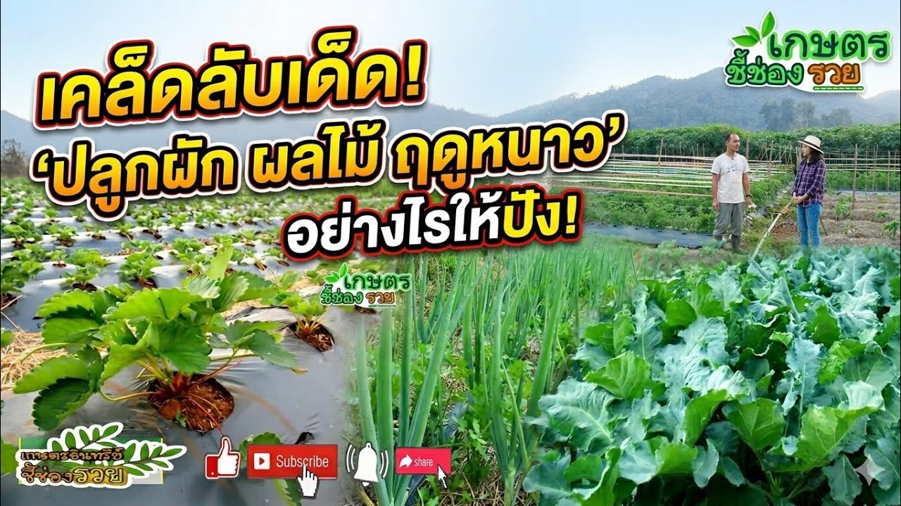 รายการเกษตรอินทรีย์ชี้ช่องรวยEP1197สวนผักฤดูหนาวปลูกผสมผสานอินทรีย์แก่นมะกรูดปลูกได้ขายดี1