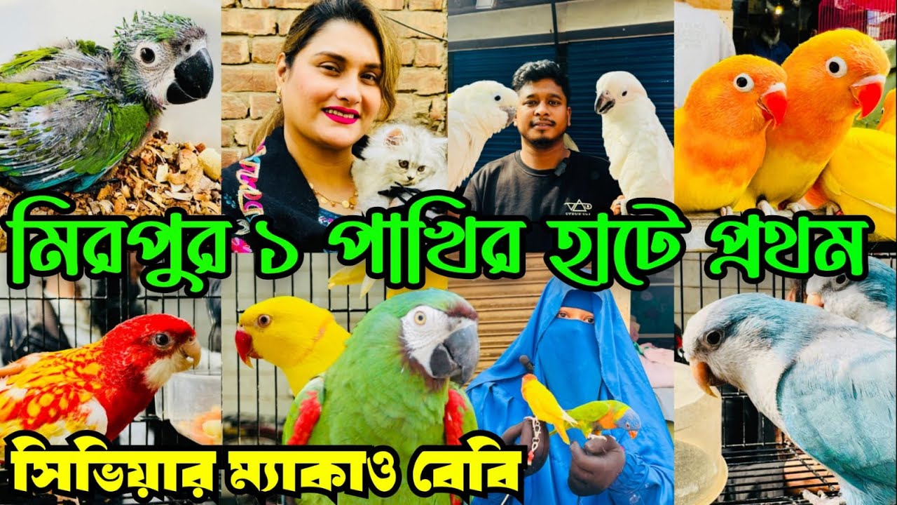 প্রথমবার সিভিয়ার ম্যাকাও বেবি মিরপুর ১ পাখির হাটে | Mirpur 1 Pakhir Hat | Exotic Pets #viral