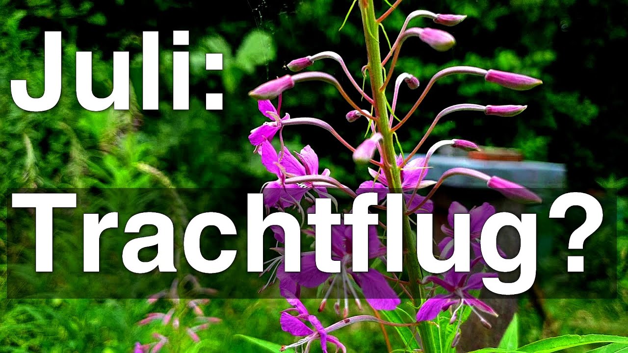 Endlich Trachtflug: Linde, Liguster, Weißklee