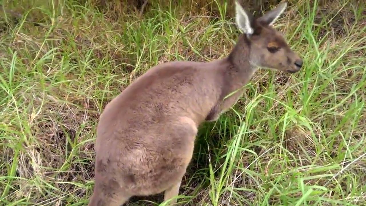 Two Western Grey Kangaroos in their own Habitat, Heirisson Island, Perth, Australia