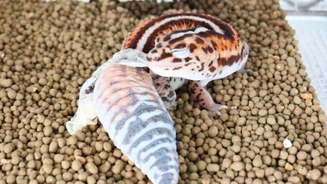 ニシアフリカトカゲモドキの脱皮は最高に可愛い
