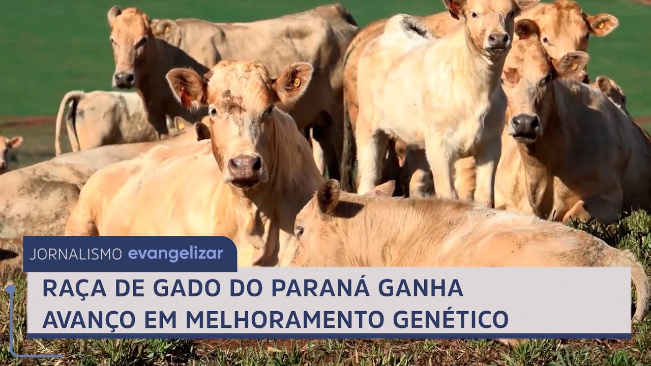 Raça de gado do Paraná ganha avanço em melhoramento genético