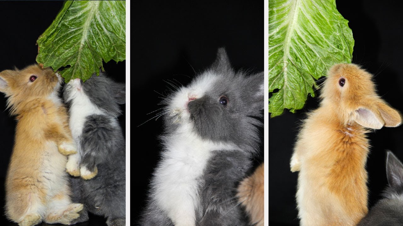 ASMR FOOD The Moment We Lost Balance… Over a Leaf 🤣🥬