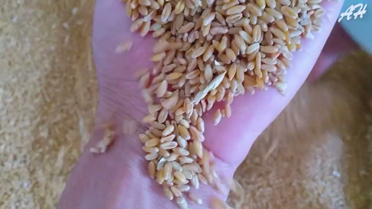غربلة تقاوي القمح