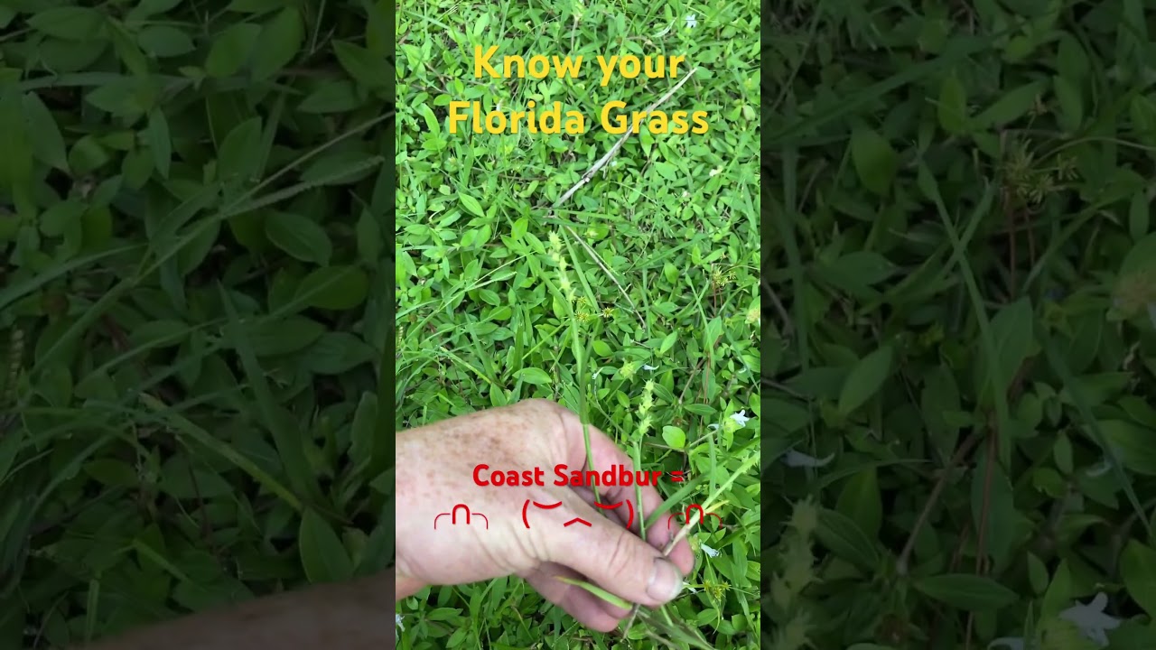 Know your Florida Grass! Globe Flatsedge vs. Coast Sandbur. #themoreyouknow #grass #howtotell