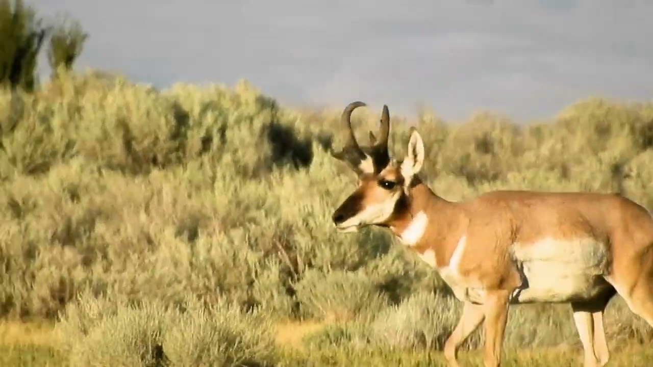 More land acquisitions in northern California