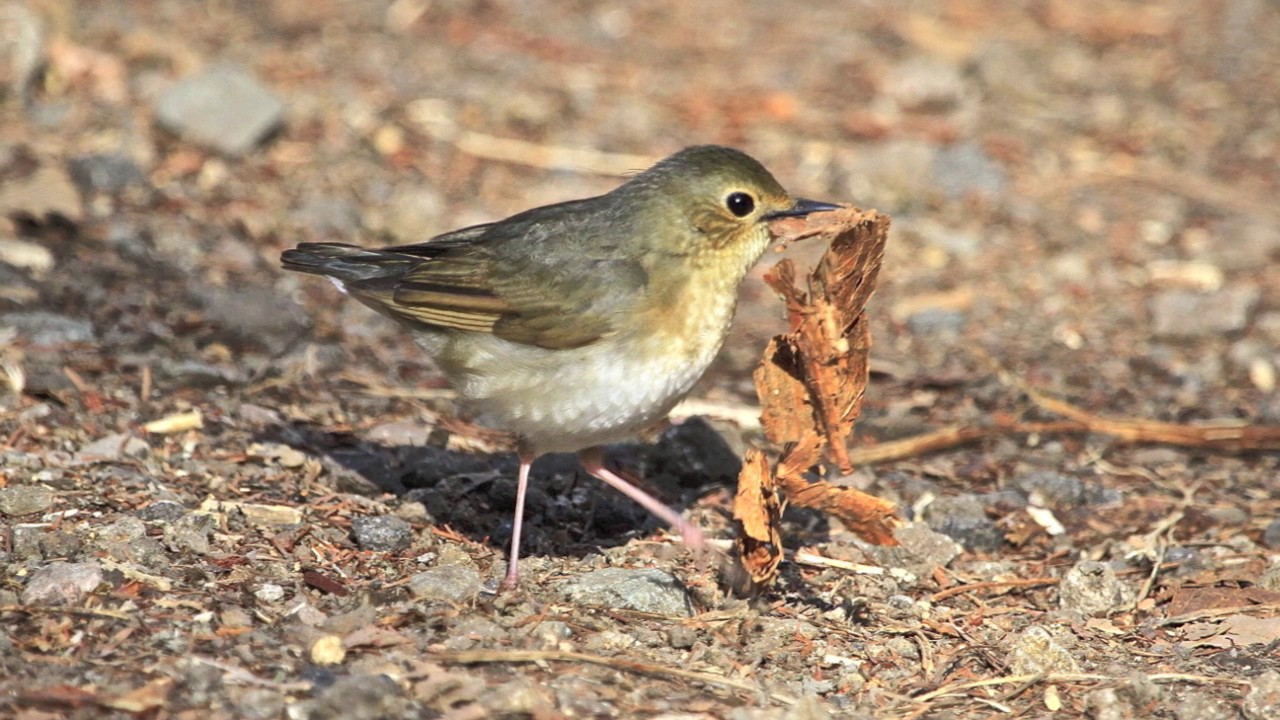 野鳥の森でコルリの巣作りを見た