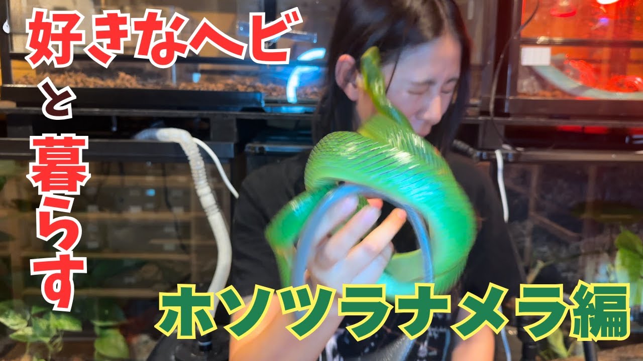 【重課金】●●●を噛んでくる緑色のヘビの飼育環境をご紹介