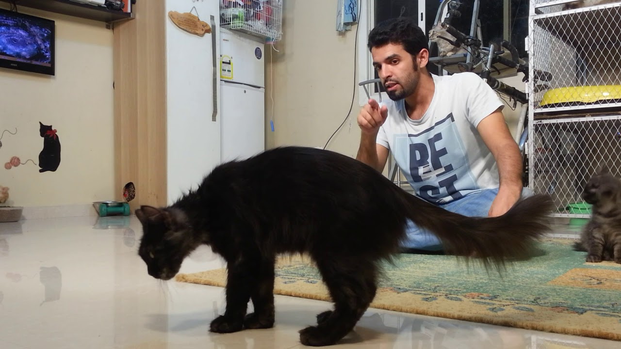شرح تفصيلي 😎عن التزاوج لي فتره طويله مع الانثى او القصيره ايش  الاسباب لي هذا👍اخر 5من اجمل قطط