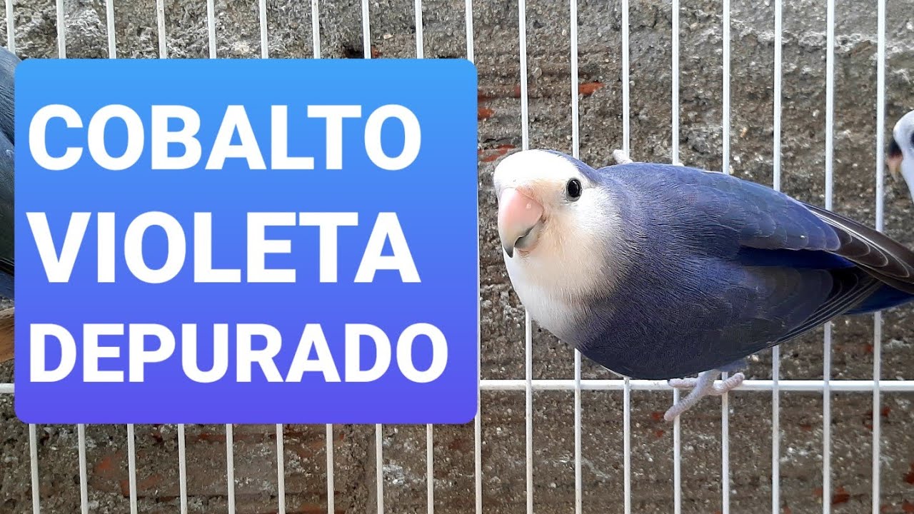 Criação de agapornis e o meu violeta depurado