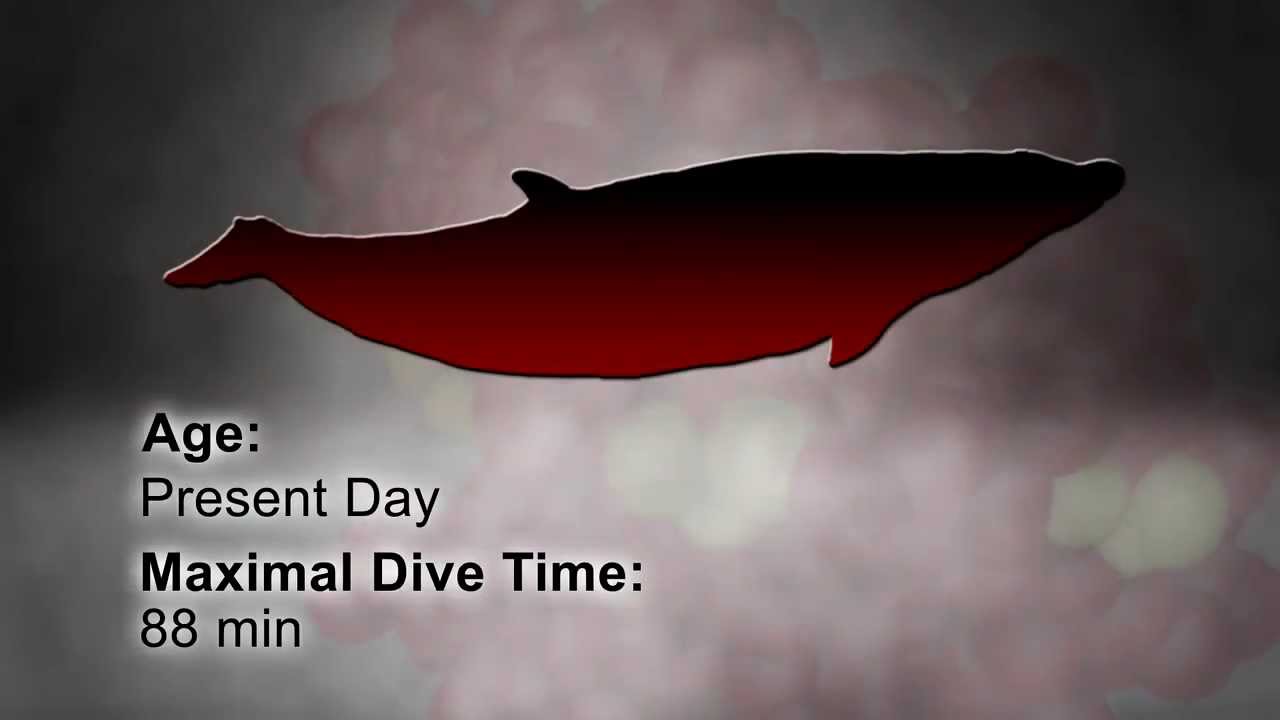 Evolution of Mammalian Diving Capacity