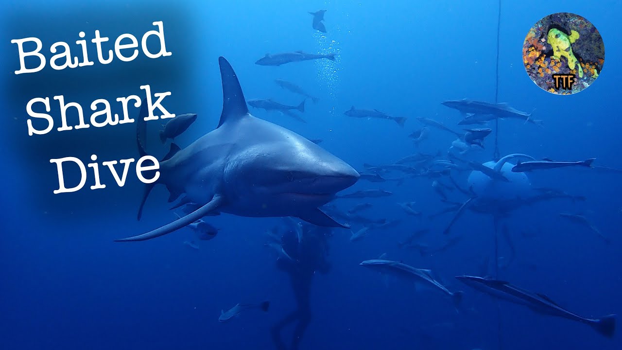 Baited Shark Dives 4K - Aliwal Shoal, South Africa