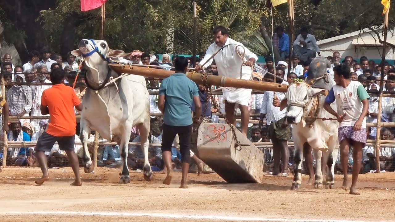 ఎమ్మిగనూరు న్యూ కేటగిరి బండలాగుడు పోటీలు 9వ జత బుగ్గన రామ్మోహన్ రెడ్డి & దబ్బా శంకర్-bulls race-ox 