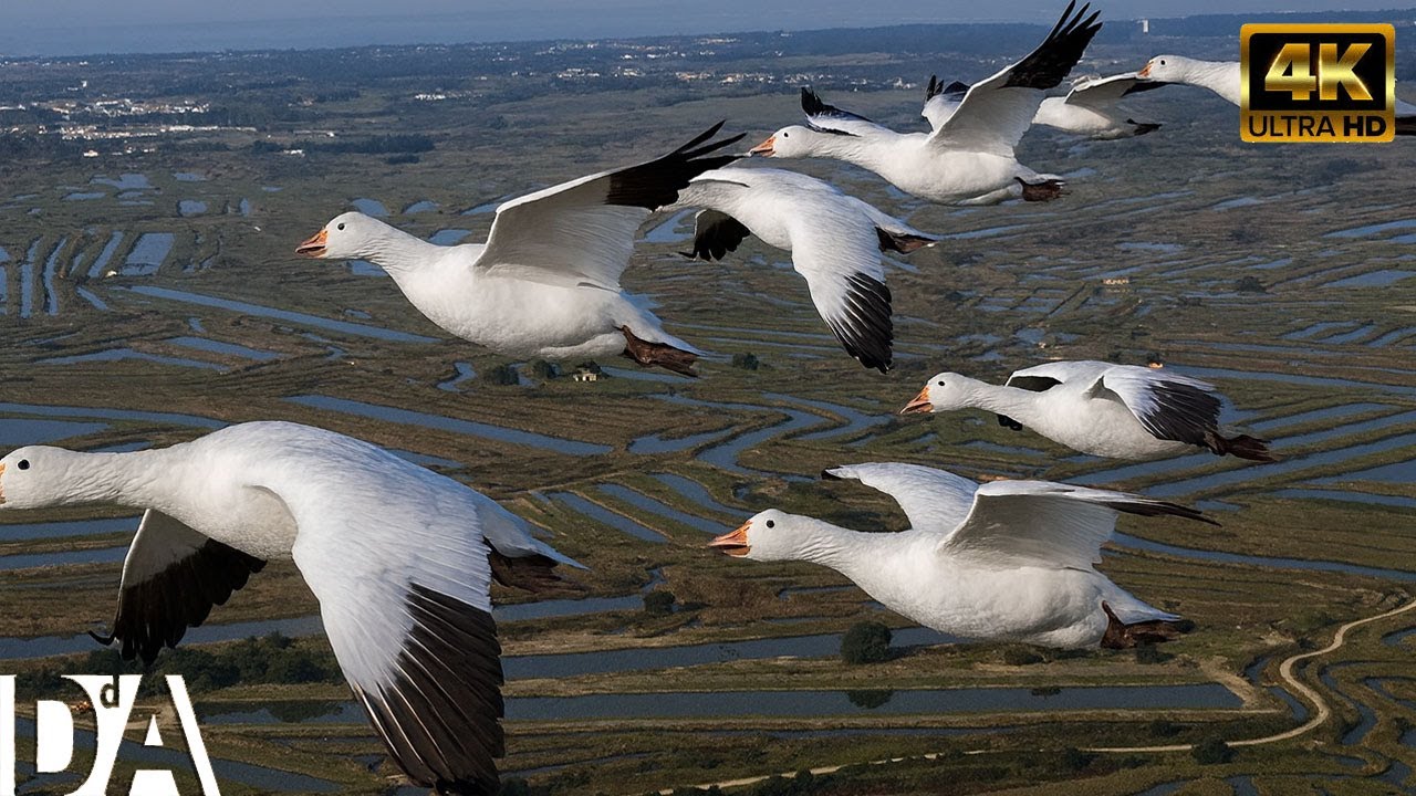 Migración Salvaje de las Aves | El Viaje Más Peligroso hacia la Vida | DocuAnimales