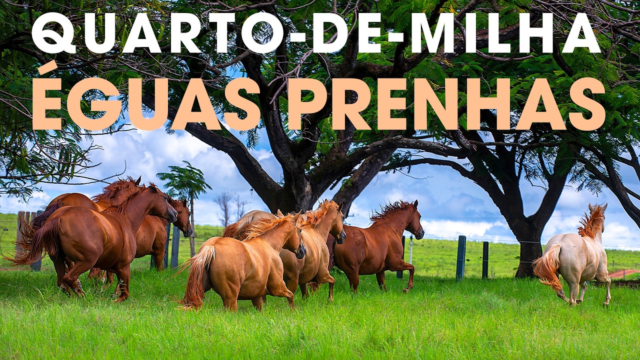 ÉGUAS PRENHAS E VAZIAS - QUARTO-DE-MILHA