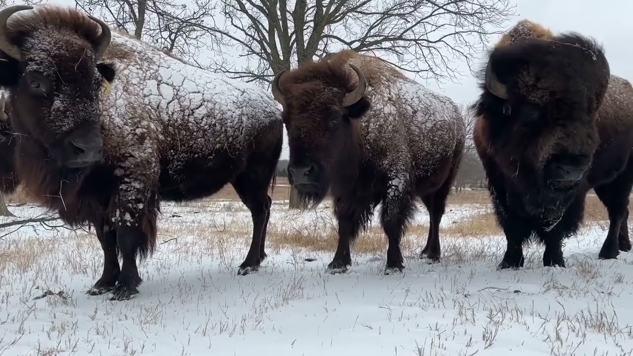 I've Never Seen Big Joe Move Like This!