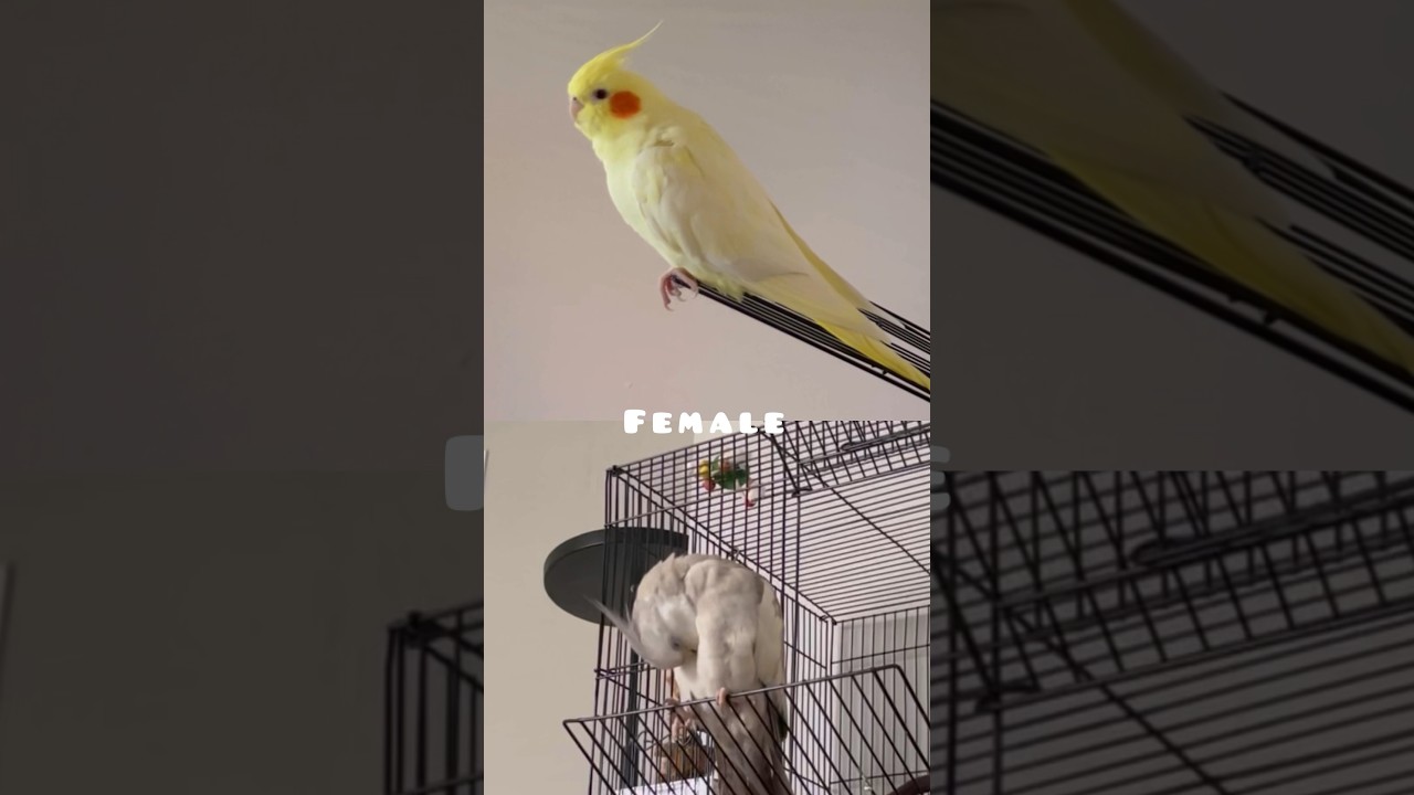 Female Vs Male Cockatiel Whistle