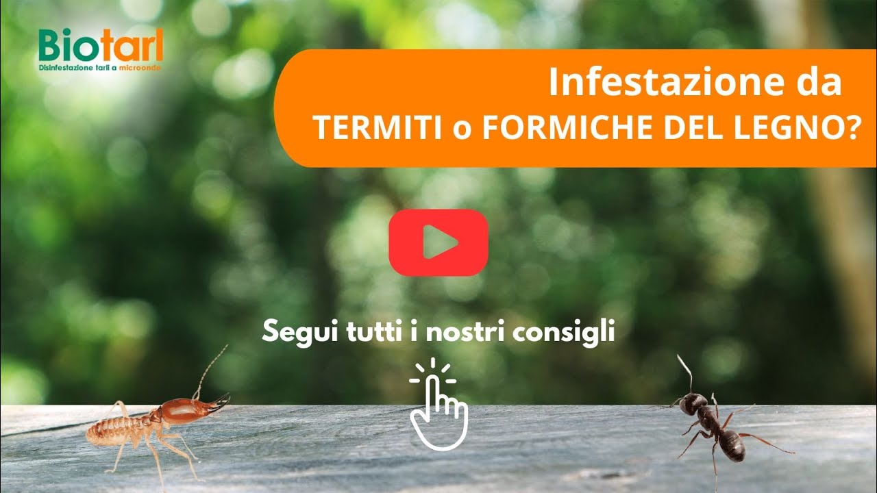 Come Riconoscere Le differenze di Infestazione tra Formiche Legno Carpentiere o Termiti?