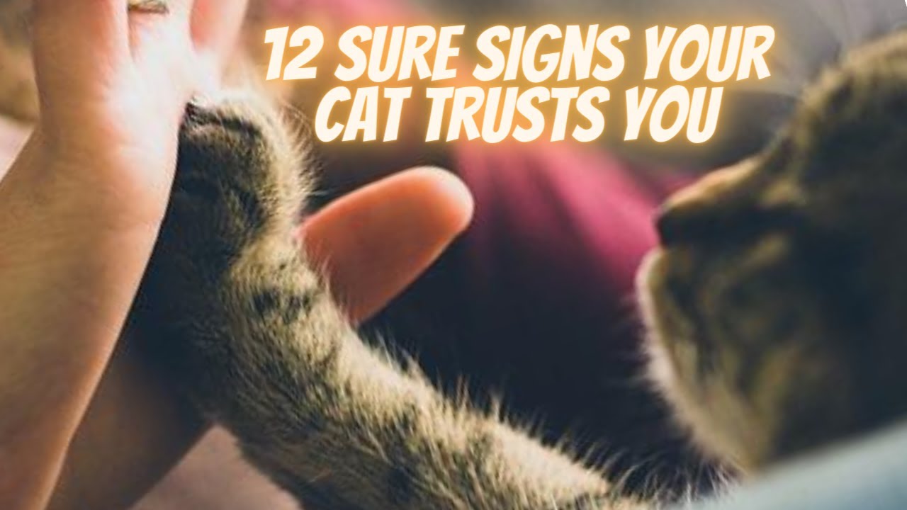 12 Sure Signs Your Cat Trusts You