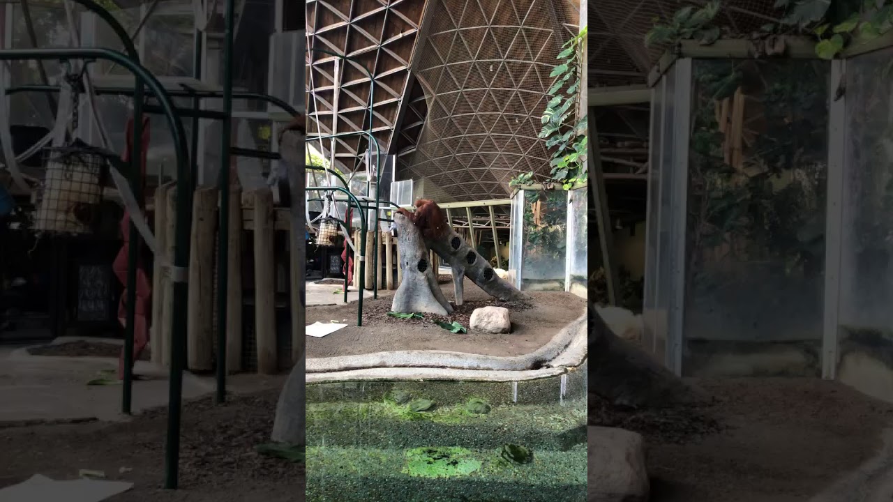 Toronto Zoo Orangutan Keeper Talk on Facebook LIVE