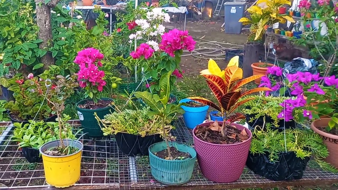 Así reacciona MI JARDÍN al clima frío en EL SALVADOR #garden #clima #plants 