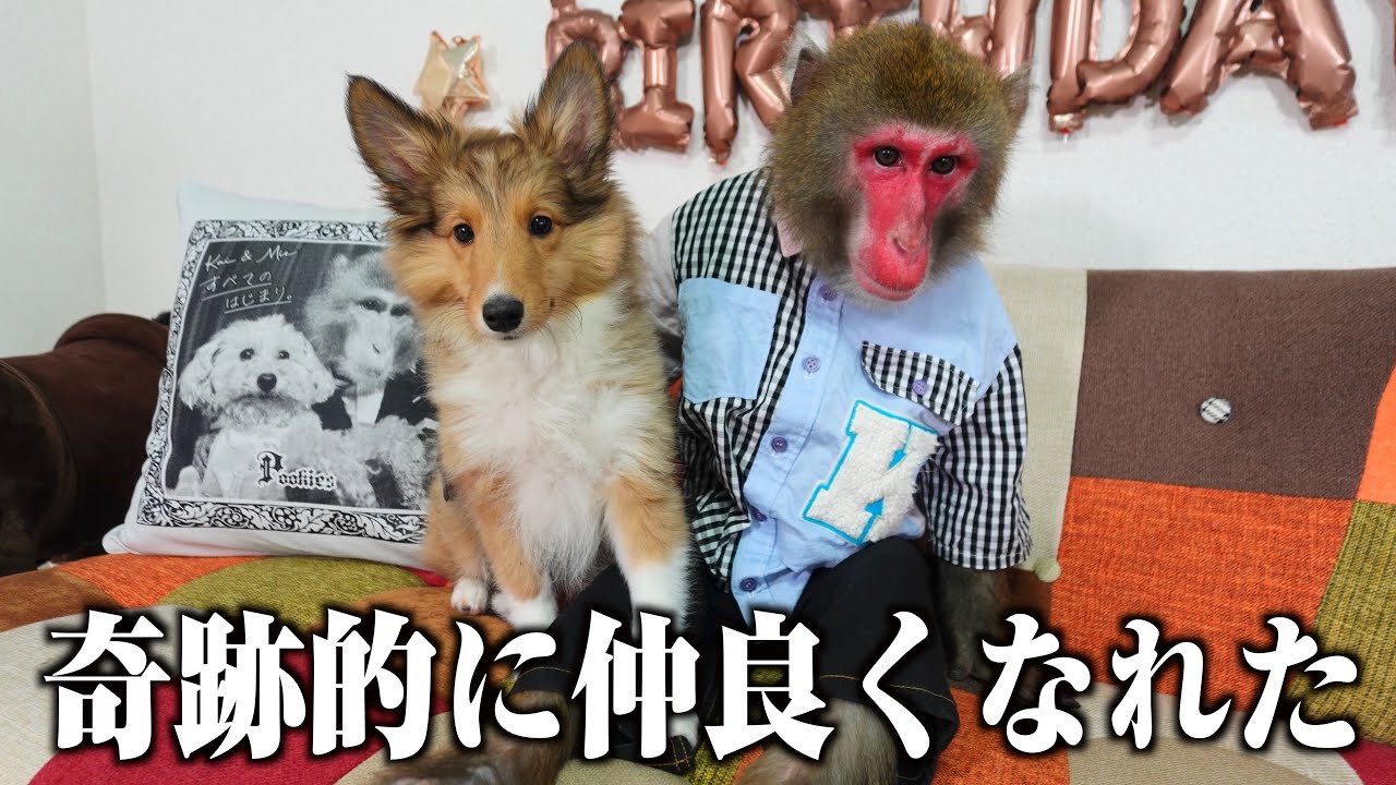 新入りの超やんちゃ子犬を一発でお利口にしてしまう天才ニホンザルを見て欲しい