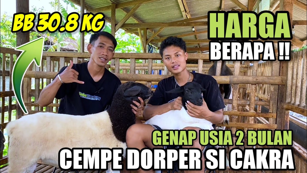 RIVIEW CEMPE DOMBA DORPER SHEEP SI CAKRA GENAP USIA 2 BULAN | TIPS RAHASIA TERNAK SUKSES