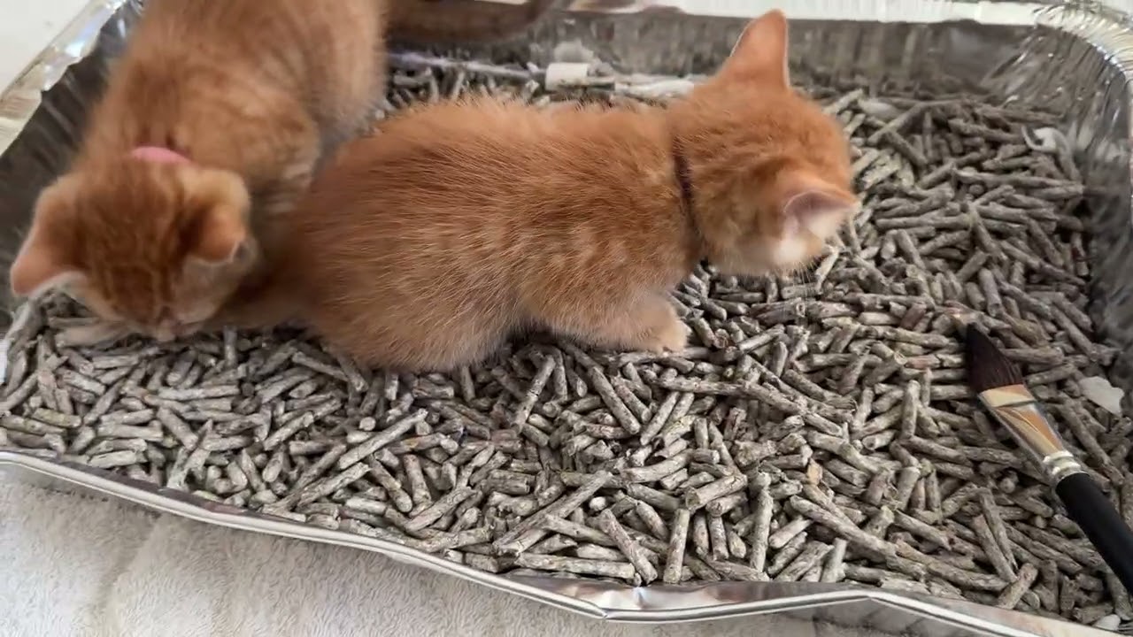 Poppy’s kittens 🐱 play and litter training 