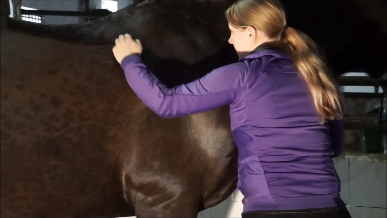 Hestemassage