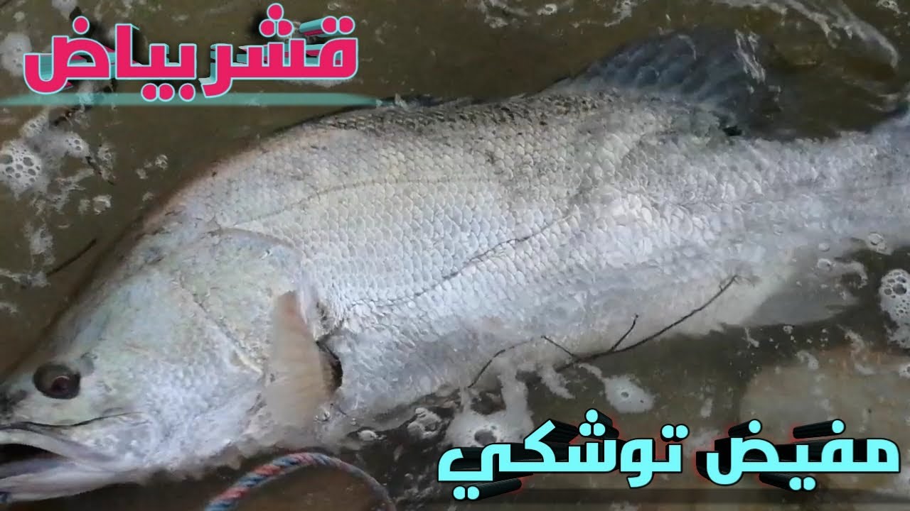 قشر بياض مفيض توشكي صيد كاستنج!! '2023:#مفيض #hunting #صيد #spillway