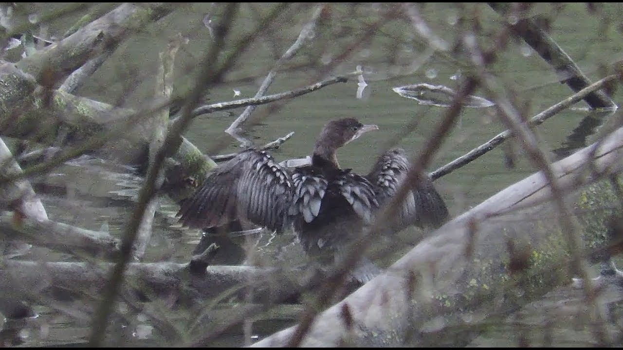 Pygmy Cormorant - Microcarbo pygmeus - Dwergaalscholver / Oudergem - Belgium / 22-1-2018