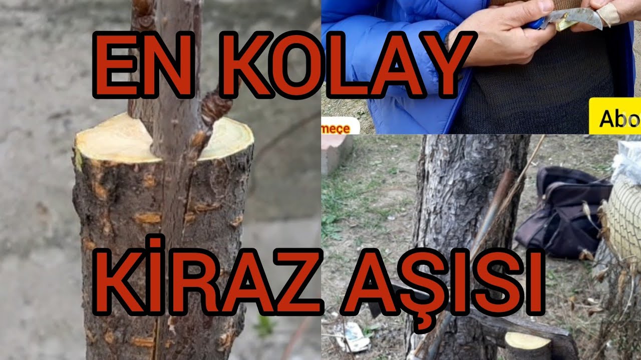 EN KOLAY KİRAZ AŞISI