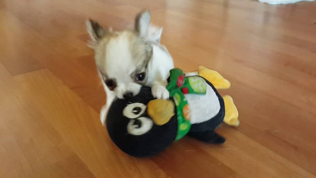 Frankie's tiny boy puppy