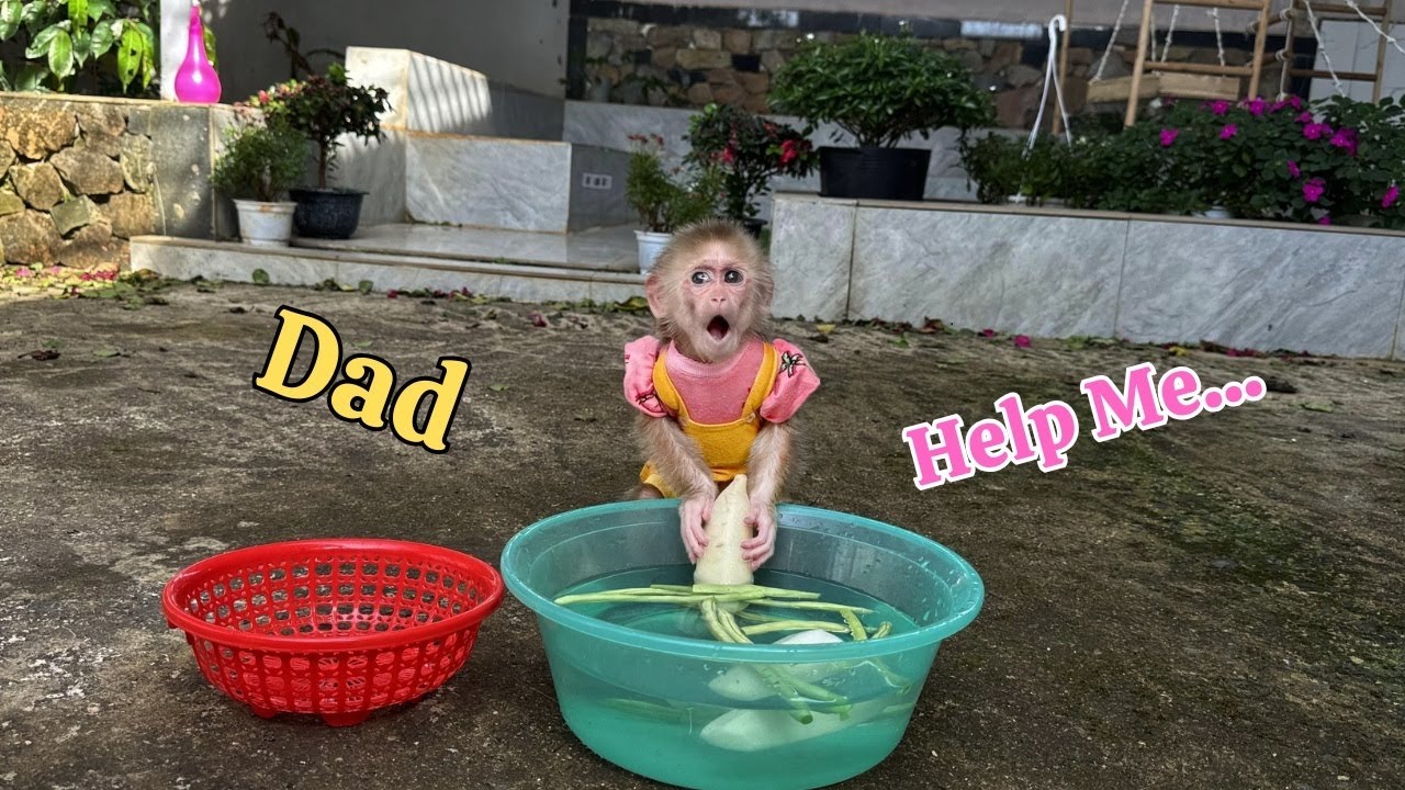 Monkey Kyo Dad, wake up – I need your help!