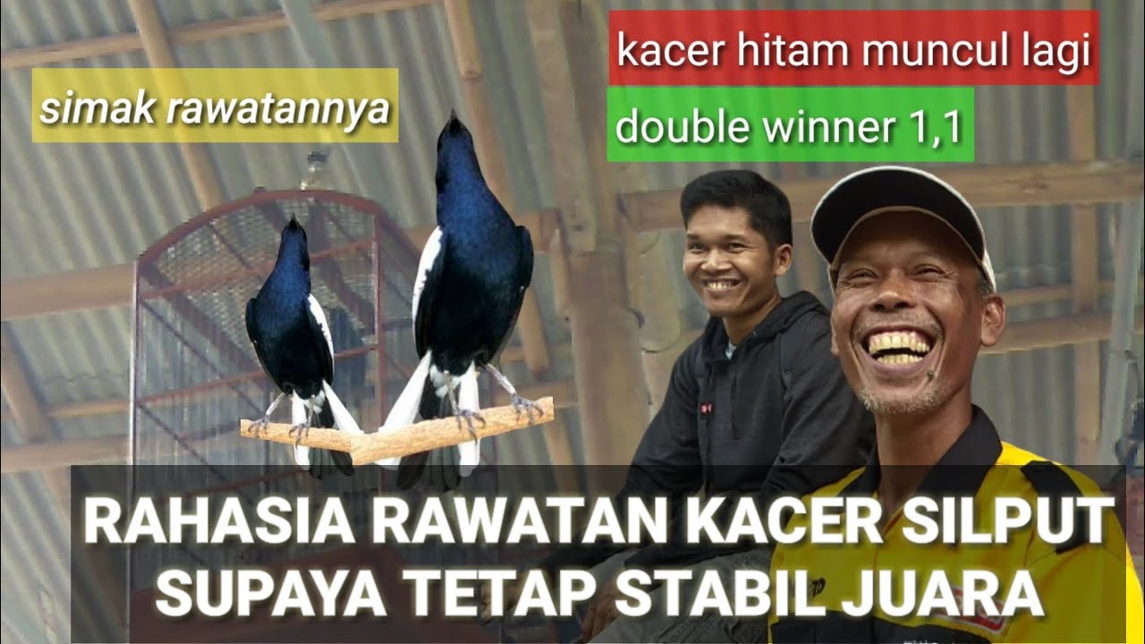 Cara SETINGAN KACER LOMBA // INI RAHASIANYA //SUPAYA STABIL BONGKAR ISIAN